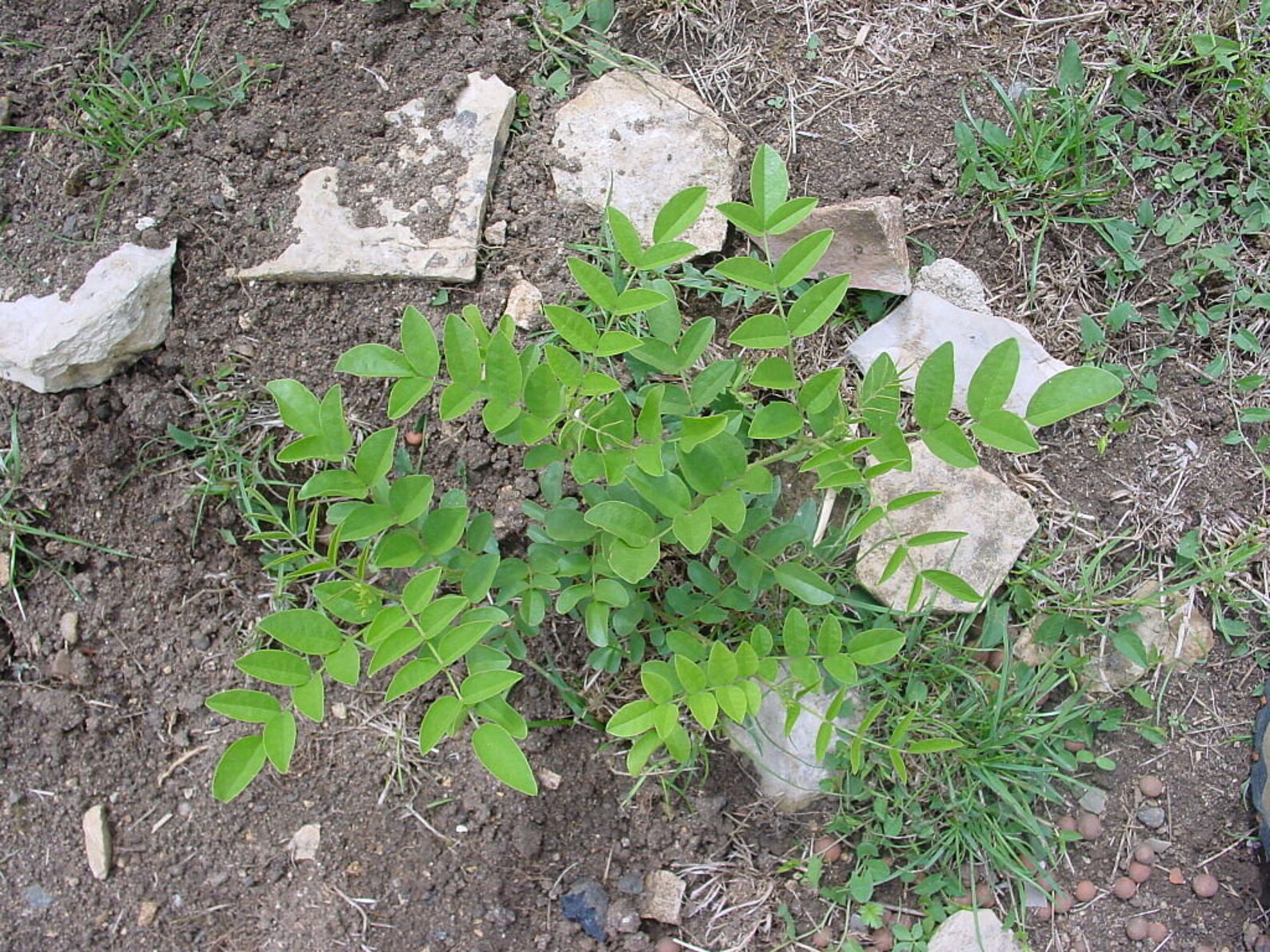 10 Graines de Réglisse, Licorice Glycyrrhiza glabra, Réglisse Glabre — free download