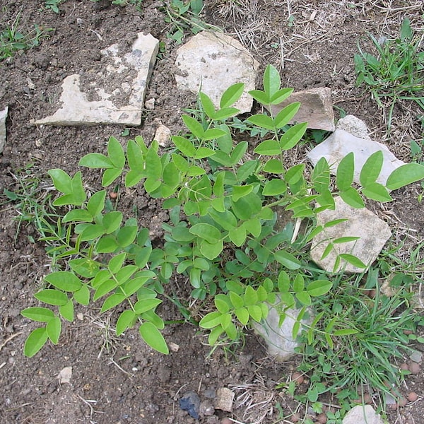 10 Süßholzsamen, Süßholz Glycyrrhiza glabra, Süßholz Glabre