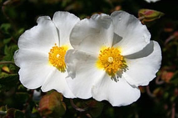 30 Graines de Ciste Montpellier, Cistus Monspeliensis