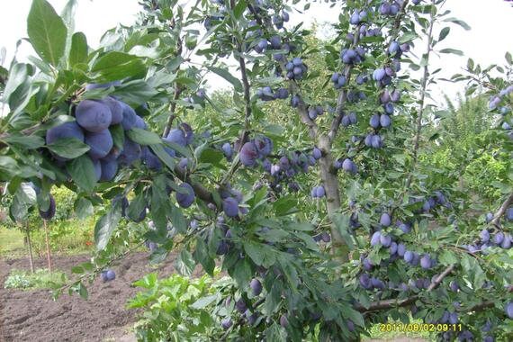 5 Graines Prunier Prunus Domestica Domestica Cv. Besztercei Plum/Szilva Arbre Fruitier