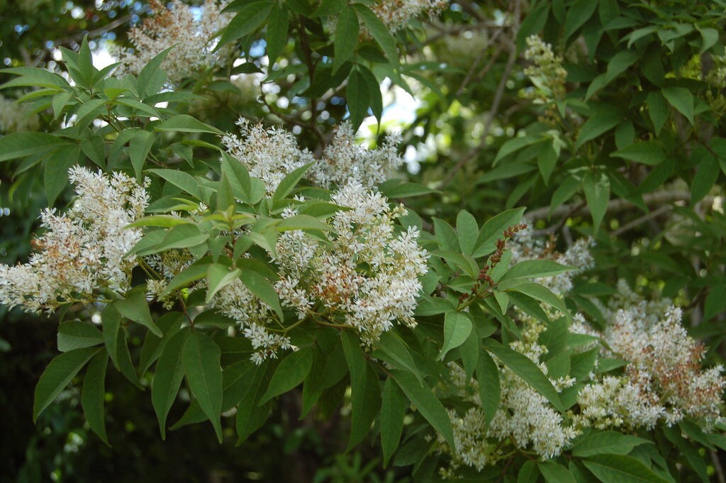 5 Graines de Fraxinus Mariesii