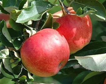 5 Seeds of Common Apple, Malus domestica, Domestic Apple