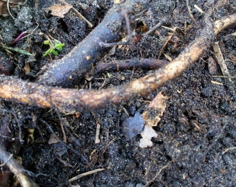 Comfrey cutting, Comfrey root "Bocking 14"