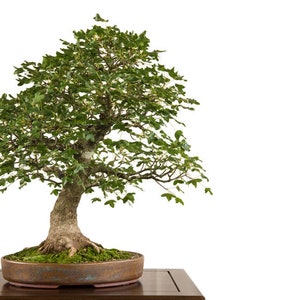 10 Montpellier Maple Seeds Acer monspessulanum Azerou Agast Ideal Fiddler Bonsai image 1