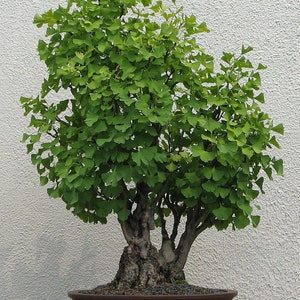 Ginkgo biloba seeds, Forty crown tree, Silver apricot tree, Bonsai