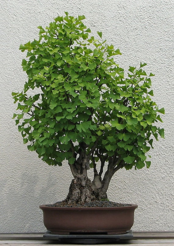 Ginkgo Biloba Seeds, Forty Crown Tree, Silver Apricot Tree, Bonsai - Etsy  Israel