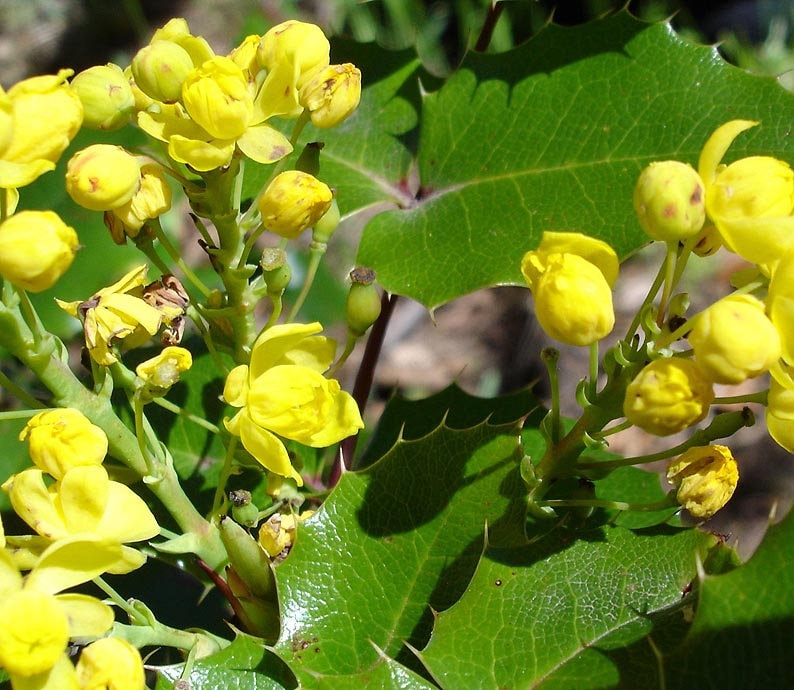 10 Mahonia Aquifolium Seeds, Berberis aquifolium, False Holly Mahonia, Holly Leaf Mahonia image 3