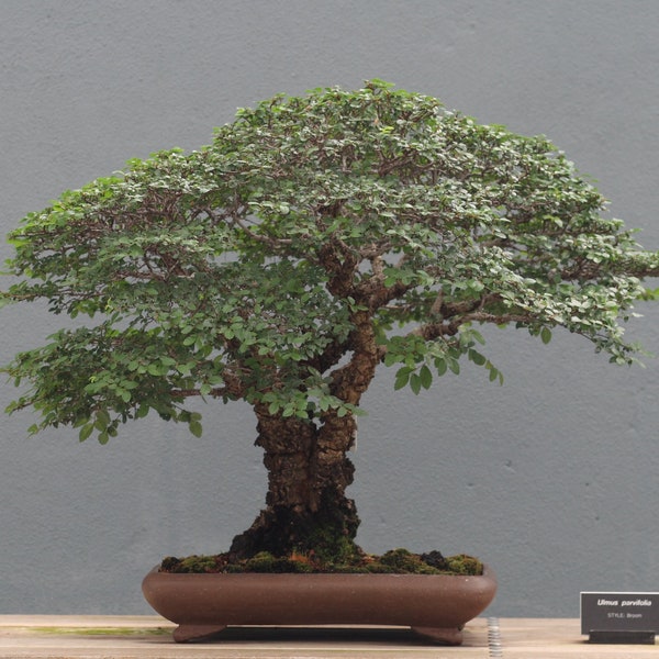 10 Graines Orme de Chine, Ulmus Parvifolia, Orme Champêtre, idéal Bonsaï