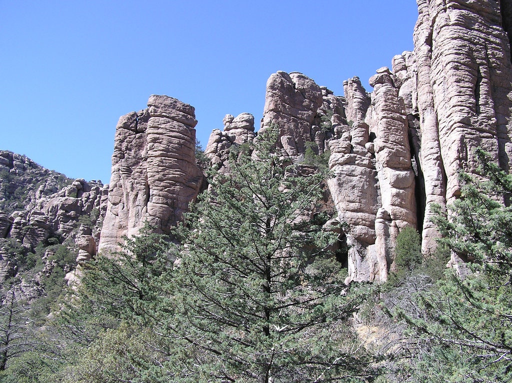 5 Graines de Cyprès L'arizona, Cupressus Arizonica, Bleu