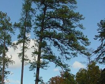 10 Seeds of Pinus taeda, Pine taeda, Frankincense pine, Torch pine