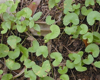 20 Seeds Centella asiatica, Gotu Kola, Antanan, Pegaga, Brahmi, Medicinal plant