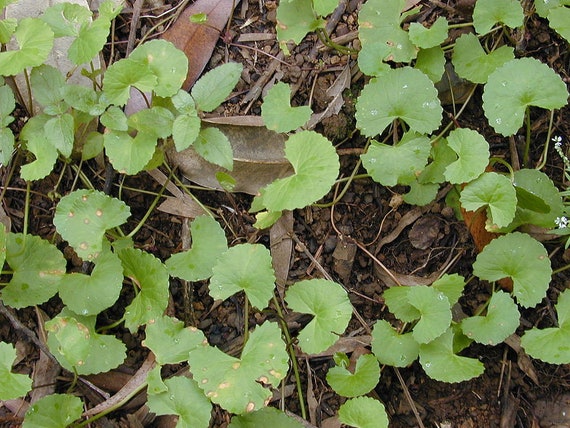 Ayurvedic Anti-Aging Herbs