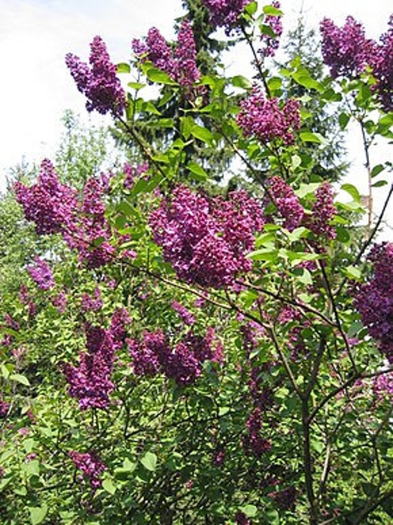 5 Graines de Lilas Commun, Syringa Vulgaris
