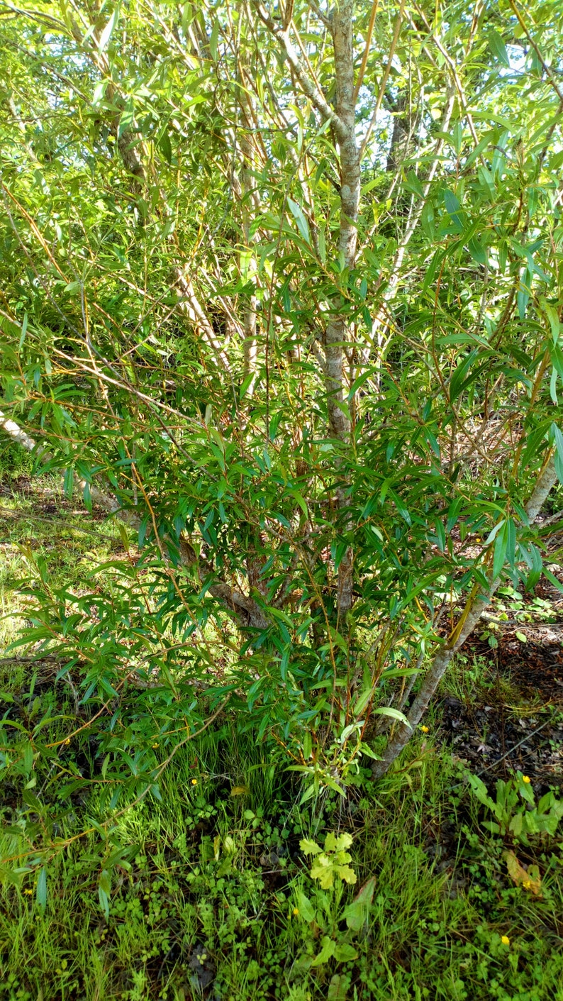 Boutures Saule des Vanniers, Saule Osier, Osier Vert, Vime, Salix viminalis image 3