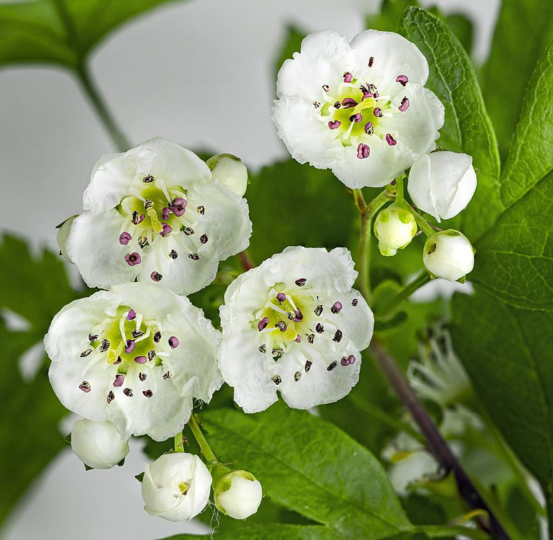 7 Graines d'aubépine Monogyne, Crataegus Monogyna, Aubépine à Un Style, Porte-Greffe