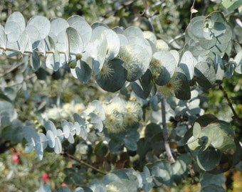 Seeds Eucalyptus Pulverulenta, Silver Gum Tree