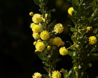 Semillas de acacia paradoxa, acacia armada