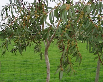 Eucalyptus Pauciflora Seeds, Snow Gum Tree