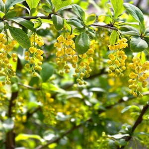 Seeds Berberis vulgaris var. Australis, barberry