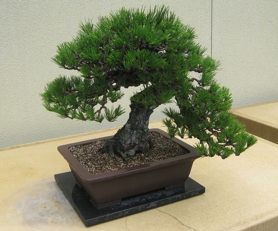 3 nasion sosny czarnej japoskiej, Pinus Thunbergii, Sosna czarna, Pinus  Thunbergiana, Ideal Bonsai - Etsy Polska