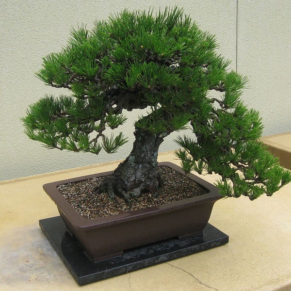 5  Japanese Black Pine Seeds, Pinus Thunbergii, Black Pine, Pinus Thunbergiana, Ideal Bonsai
