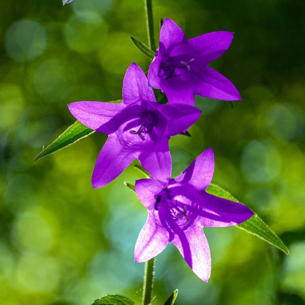 Graines de Campanule Gantelée Campanula Trachelium Fleurs Violettes Ortie Bleue Plante Vivace Campanule à feuilles d'ortie