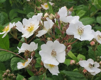 5 Seeds of Multiflora Rose, Rosa multiflora