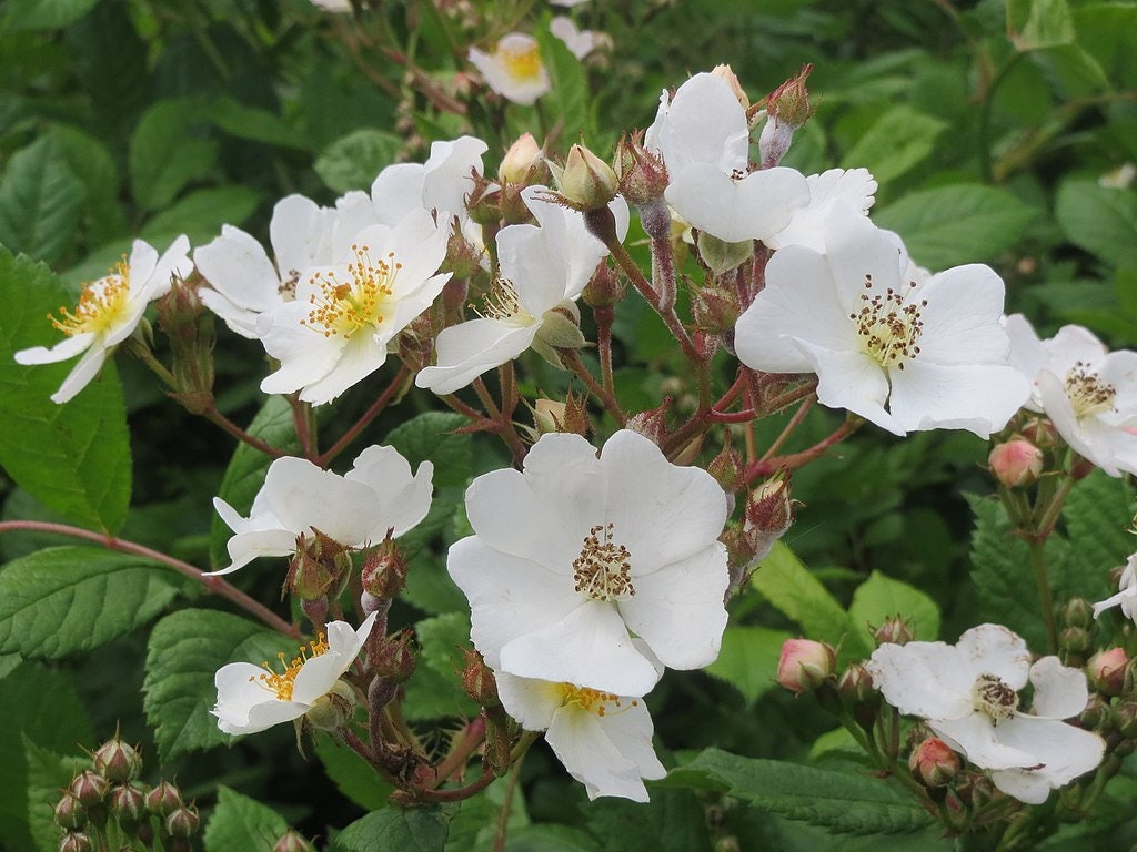 100 Semi Di Rosa Rampicante Multiflora Perenne – Profumata, Decorazione Casa E Giardino
