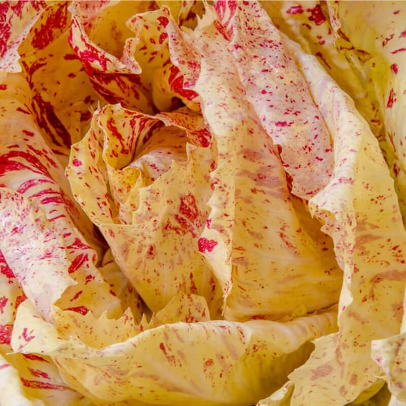 100 Variegata Di Castelfranco Chicory Seeds - Etsy Ireland