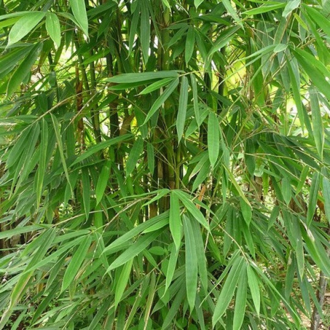 7 Dendrocalamus Strictus Seeds Male Bamboo Calcutta Bamboo Etsy Australia