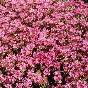 30 Semillas de Sedum Spurium Coccineum