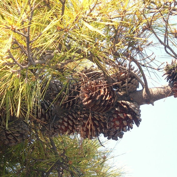 10 semillas de pino de Monterrey, Pinus radiata