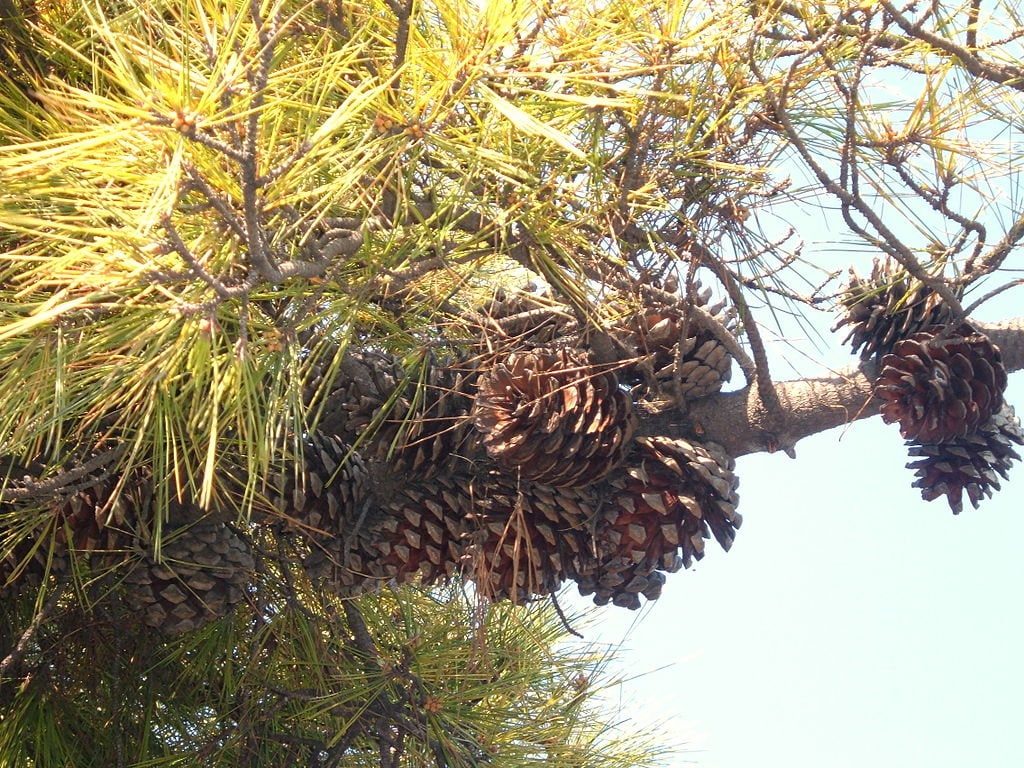 5 Graines de Pin Monterey, Pinus Radiata