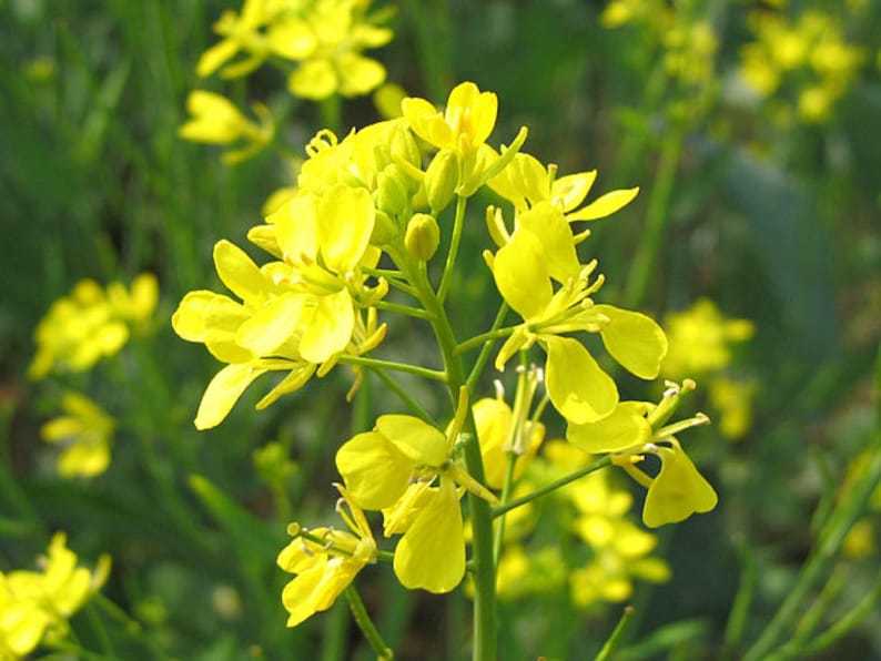 Brown Mustard Seeds, Brassica Juncea, Chinese Mustard, Sarepta Mustard, Indian Mustard image 1