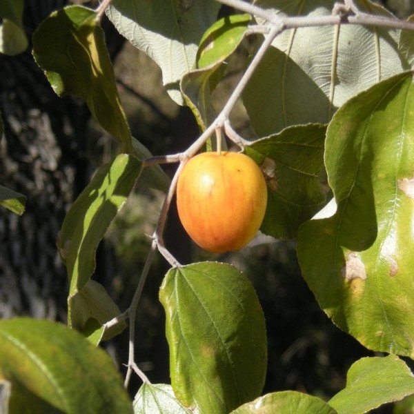 5 Graines de Ziziphus mauritiana, Jujube indien, Prune indienne, Datte chinoise, Pomme chinoise