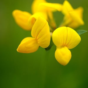 50 Vogelkleesamen, Lotus Corniculatus