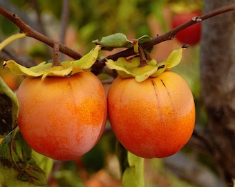 10 Kakisamen, Kaki Diospyros, Japanische Kaki, Caque Feige, Kaki Kaki