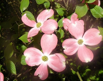 白花ハナミズキ（Cornus Florida）の種子 - Etsy 日本