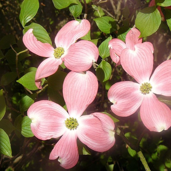 Graines Cornouiller à fleurs, Cornus Florida, Cornouiller à fleurs d'Amérique, Bois de chien