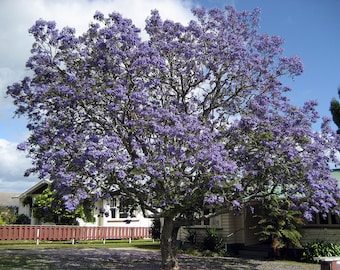 10 Graines de Flamboyant bleu, Jacaranda mimosifolia