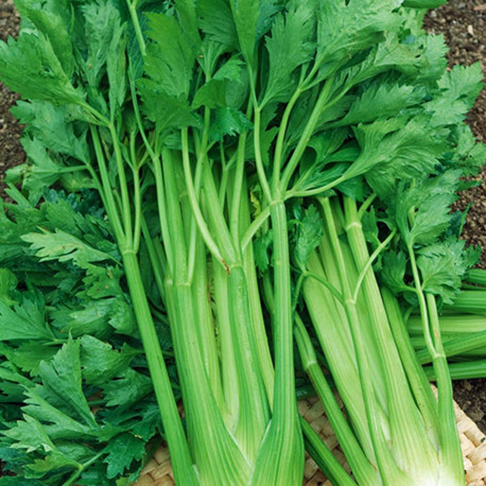 Celery Seeds Italian Branch Early Variety Apium Graveolens Etsy UK