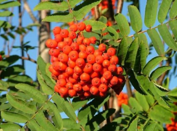 10 Graines de Sorbier Des Oiseleurs Oiseaux Sorbus Aucuparia
