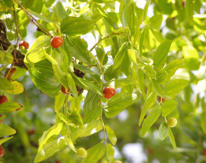 Featured listing image: Common Jujube Seeds, Ziziphus Jujuba