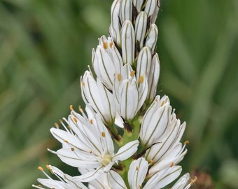 10 Seeds of Asphodelus Albus, White Asphodel