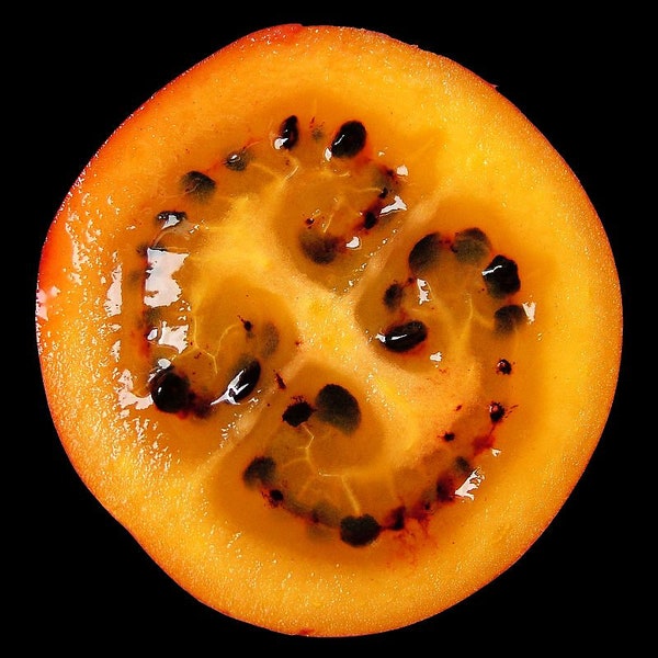 10 Graines de Tamarillo, Solanum Betaceum, tomate en arbre, prune du Japon, tomate arbuste, tomate de la Paz