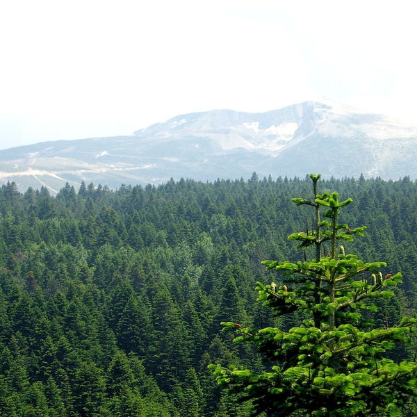 10 Samen der Nordmann-Tanne, Abies Nordmanniana, Kaukasische Tanne