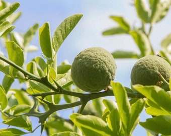 Graines de Poncirus Trifoliata, Poncirus Trifolié, Citrus Triptera