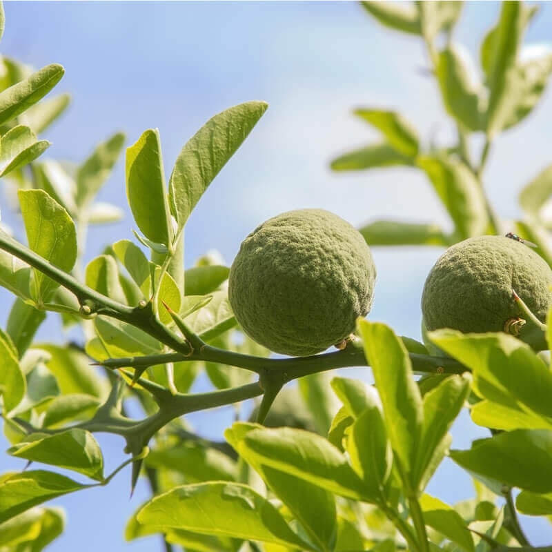 7 règles d'or pour réussir son citronnier ou son oranger dans son jardin -  Femmes d'Aujourd'hui