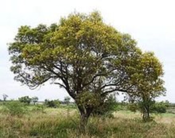 7 Graines de Acacia Pleureur, Peltophorum Africanum
