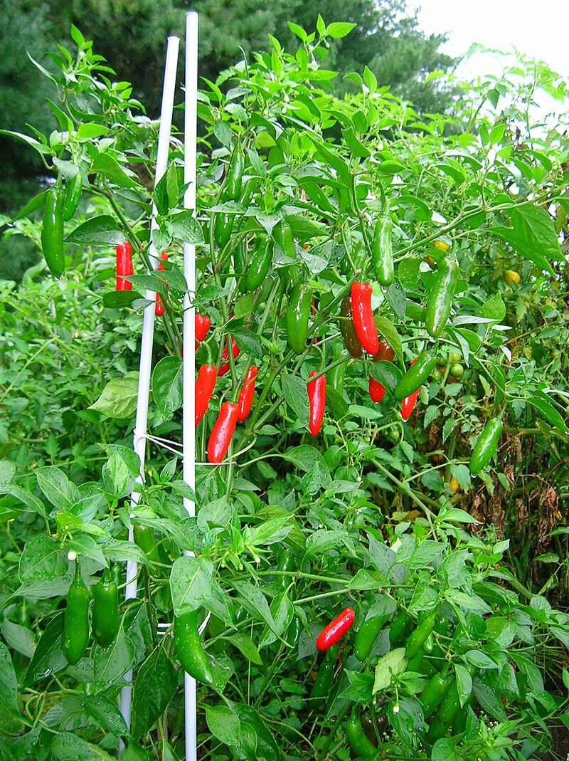 25 Graines Piment Serrano, Capsicum Annuum, Sport Peppers